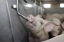 Podawanie leków w wodzie dla świń [10 najważniejszych zasad]