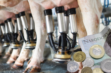Główny Urząd Statystyczny podał średnią cenę mleka, którą otrzymywali producenci w kwietniu br. W którym województwie ceny były najwyższe, a w którym najniższe? Jakie prognozy?