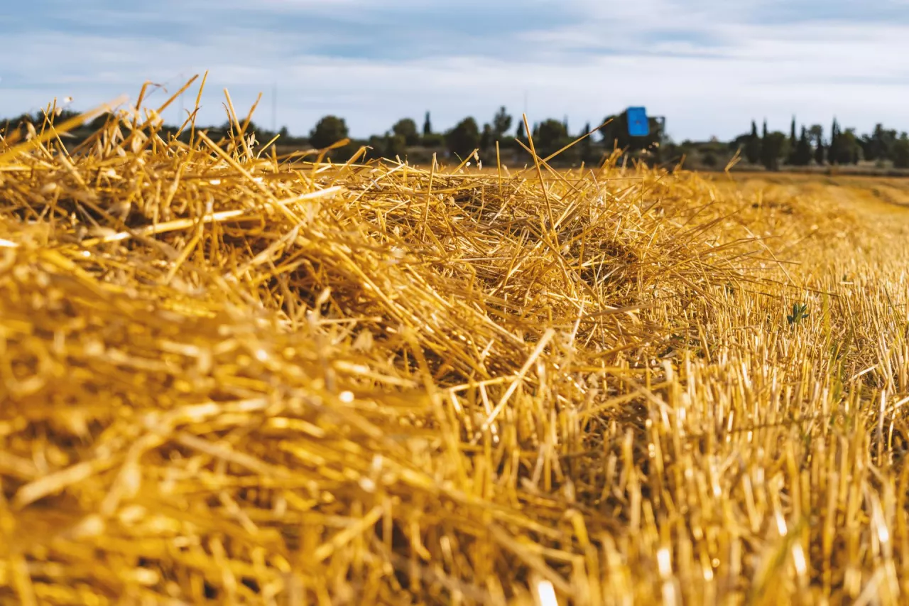 Field of yellow straw with blue sky background.