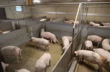 Finlandia świnie, ogony