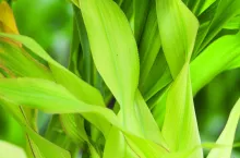 Niedobór siarki w kukurydzy objawia się żółknięciem młodszych liści