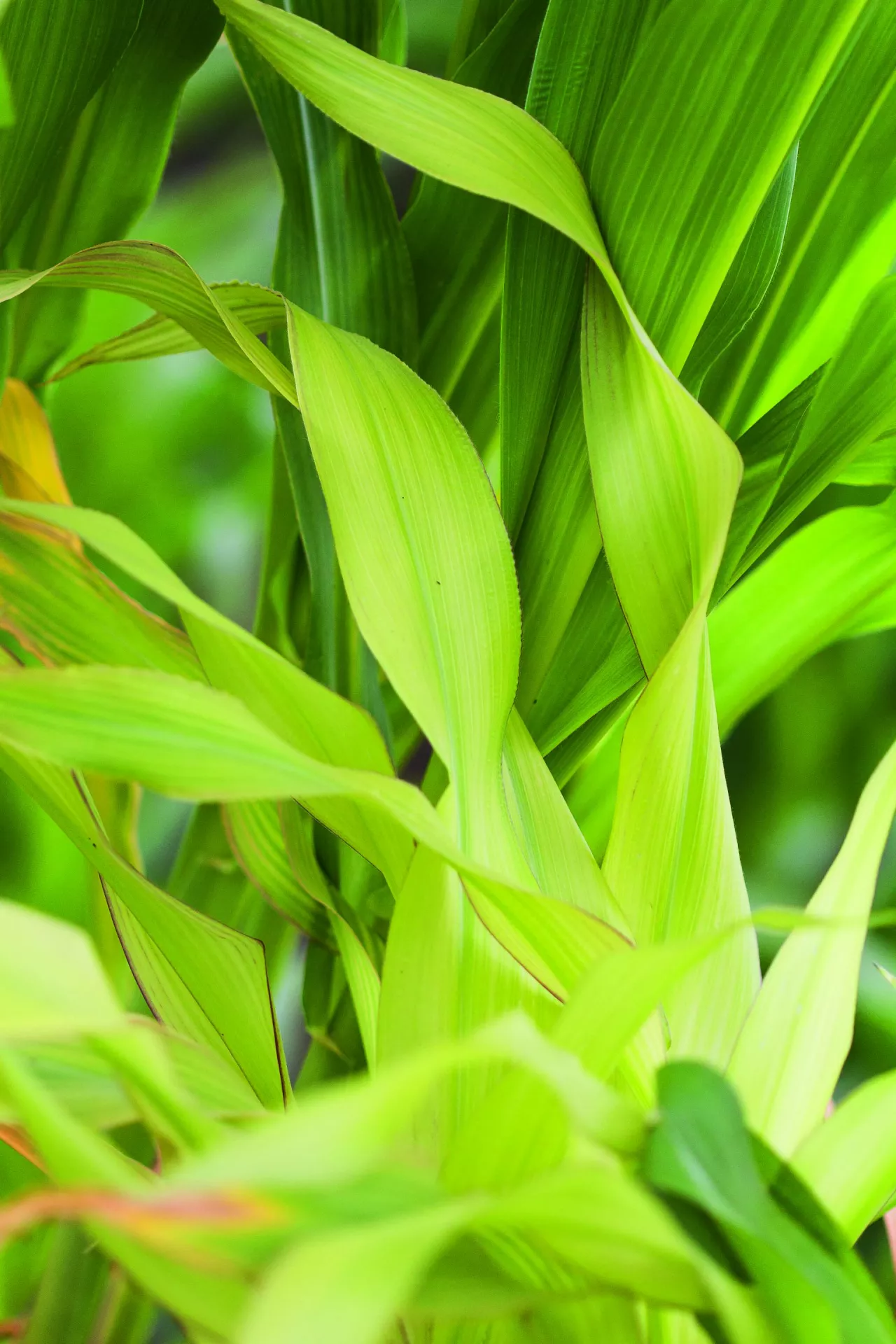 Niedobór siarki w kukurydzy objawia się żółknięciem młodszych liści
