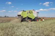 rzepakowe żniwa rozpoczęte