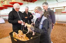 Szczepienie kaczek we Francji przeciwko grypie ptaków przynosi sukcesy