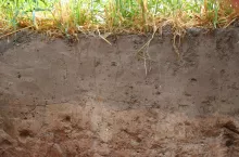 Deficyt wody w glebie