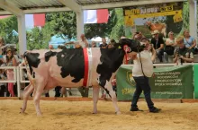 W kategorii krowy tytuł superczempiona otrzymała G/G Copyright Lisa z Przedsiębiorstwa Rolniczo-Hodowlanego Gałopol sp. z o.o.