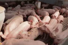 Ceny świń w UE bez zmian, hodowcy czekają na impulsy