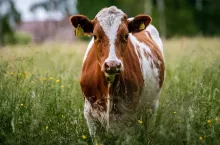 Nowa Zelandia rezygnuje z podatku od emisji metanu w rolnictwie