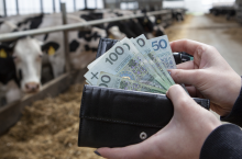 Główny Urząd Statystyczny podał średnią cenę mleka w maju, którą uzyskiwali rolnicy. Niestety ceny w całej Polsce spadają. Ile mleczarnie płaciły w poszczególnych województwach?