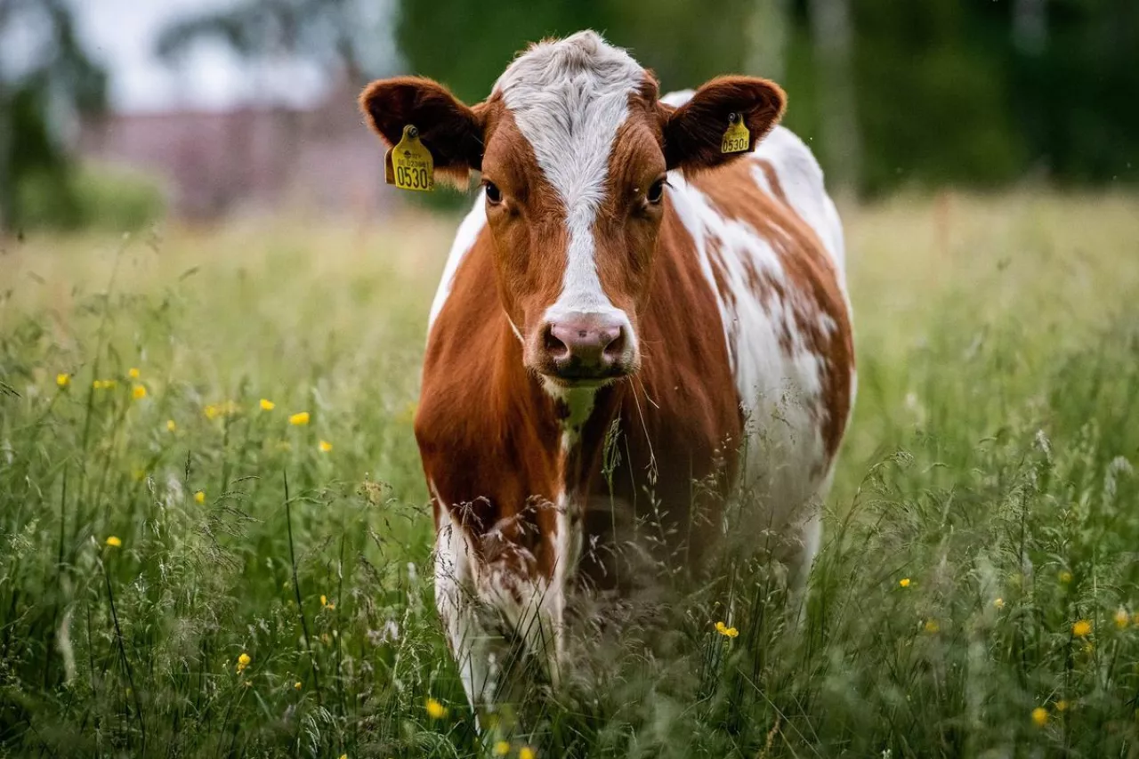 Nowa Zelandia rezygnuje z podatku od emisji metanu w rolnictwie