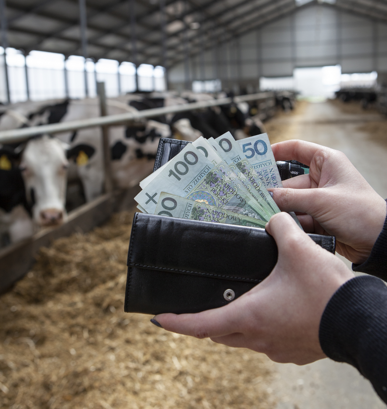 Główny Urząd Statystyczny podał średnią cenę mleka w maju, którą uzyskiwali rolnicy. Niestety ceny w całej Polsce spadają. Ile mleczarnie płaciły w poszczególnych województwach?