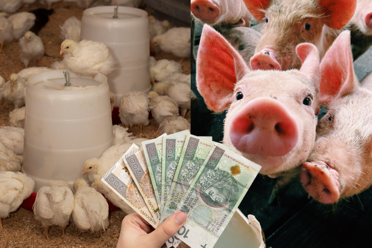 UPEMI informuje o naborze wniosków dla producentów wieprzowiny i drobiu do systemu jakości QAFP. To system jakości i certyfikat dobrego mięsa, który promuje hodowlę trzody chlewnej i drobiu w dobrostanie. Jakie wsparcie możesz uzyskać w ramach dopłat bezpośrednich 2024 i jakie wymagania trzeba spełnić?