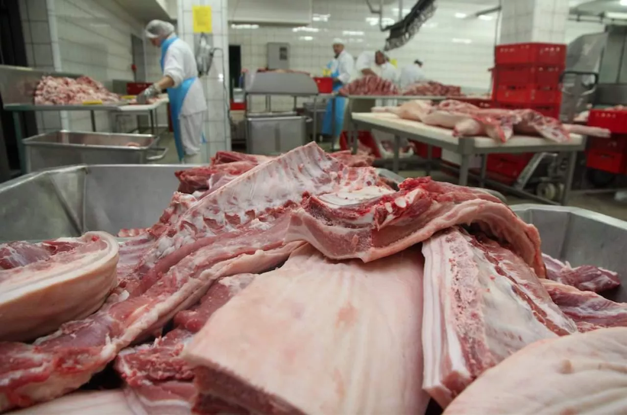 Brak ożywienia na rynku świń w Niemczech i Europie