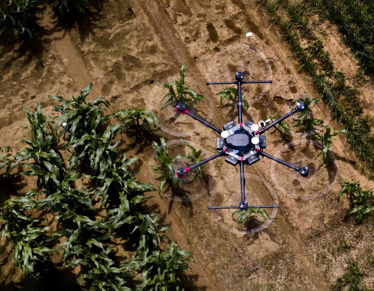 Oprogramowanie wspierane przez AI może wizualizować przyszły wzrost roślin na podstawie zdjęć z drona lub innych obrazów z wczesnej fazy wzrostu