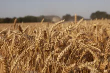 Raport IGC: Produkcja pszenicy spada, zapasy na najniższym poziomie od 5 lat