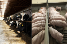 Hodowla świń i krów w Niemczech: Coraz mniej gospodarstw