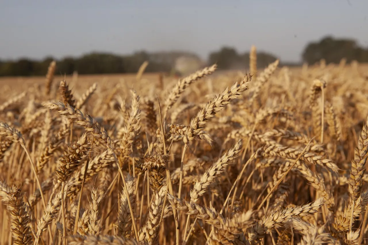 Raport IGC: Produkcja pszenicy spada, zapasy na najniższym poziomie od 5 lat