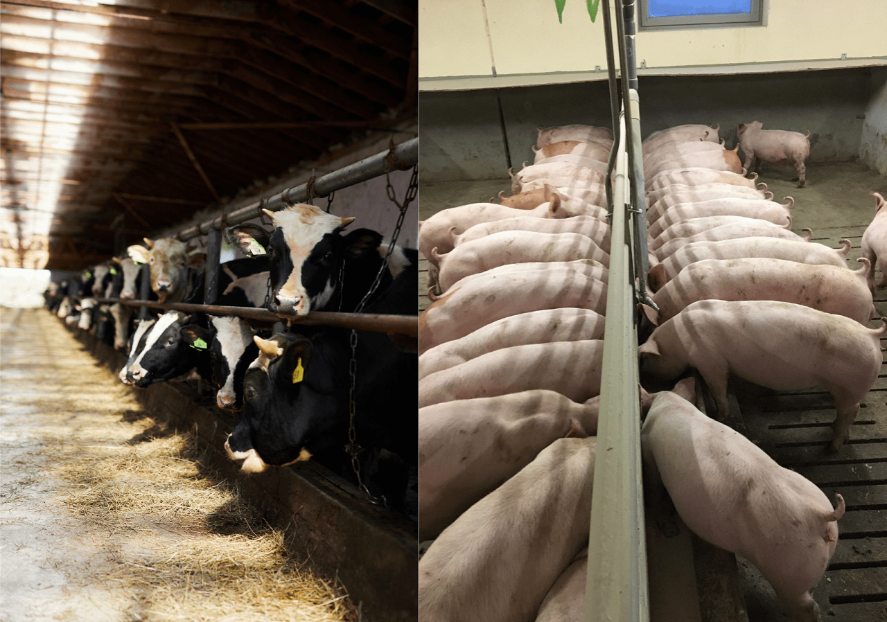 Hodowla świń i krów w Niemczech: Coraz mniej gospodarstw