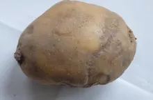 zaraza ziemniaka objawy zewnętrzne