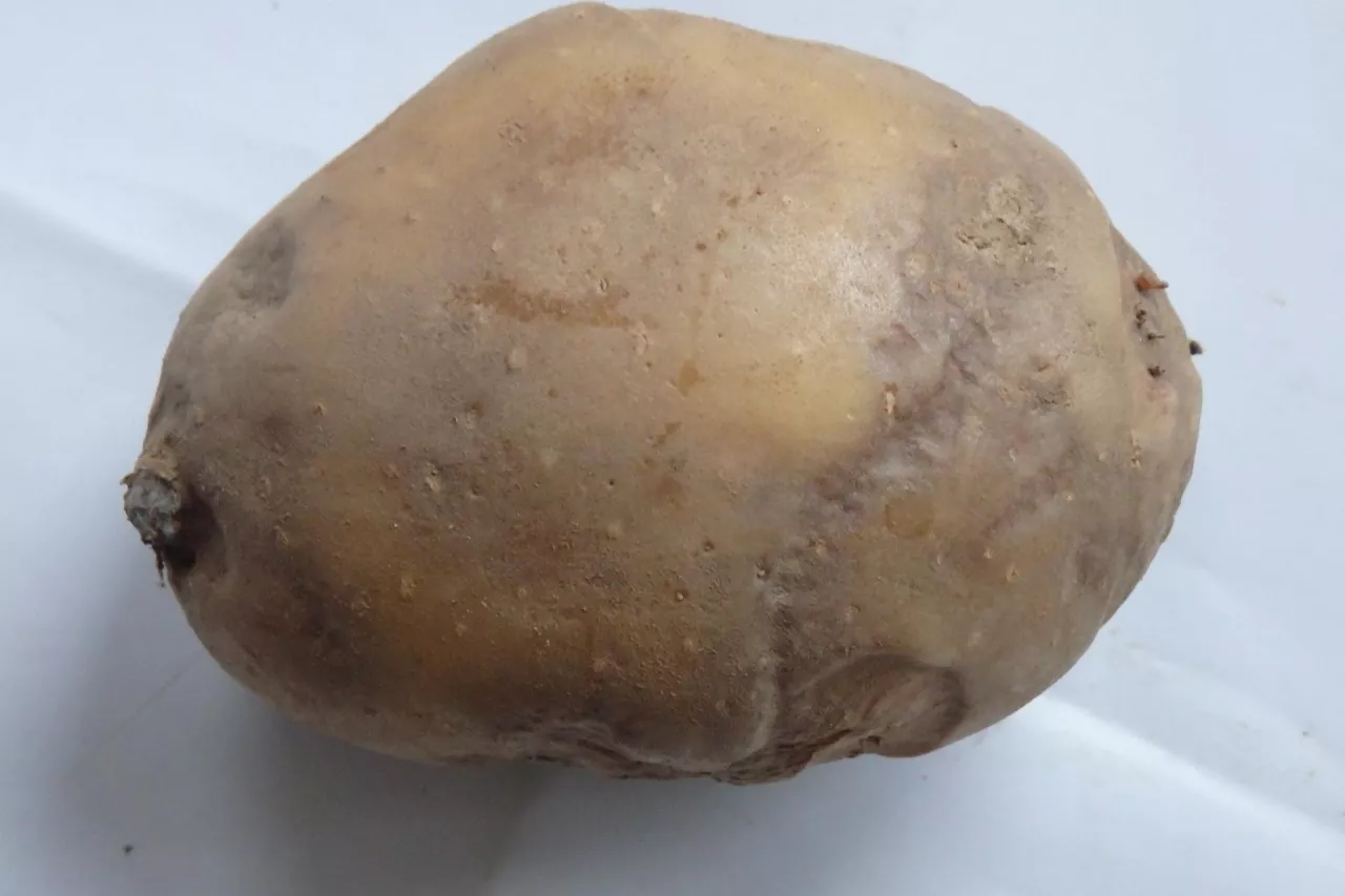 zaraza ziemniaka objawy zewnętrzne