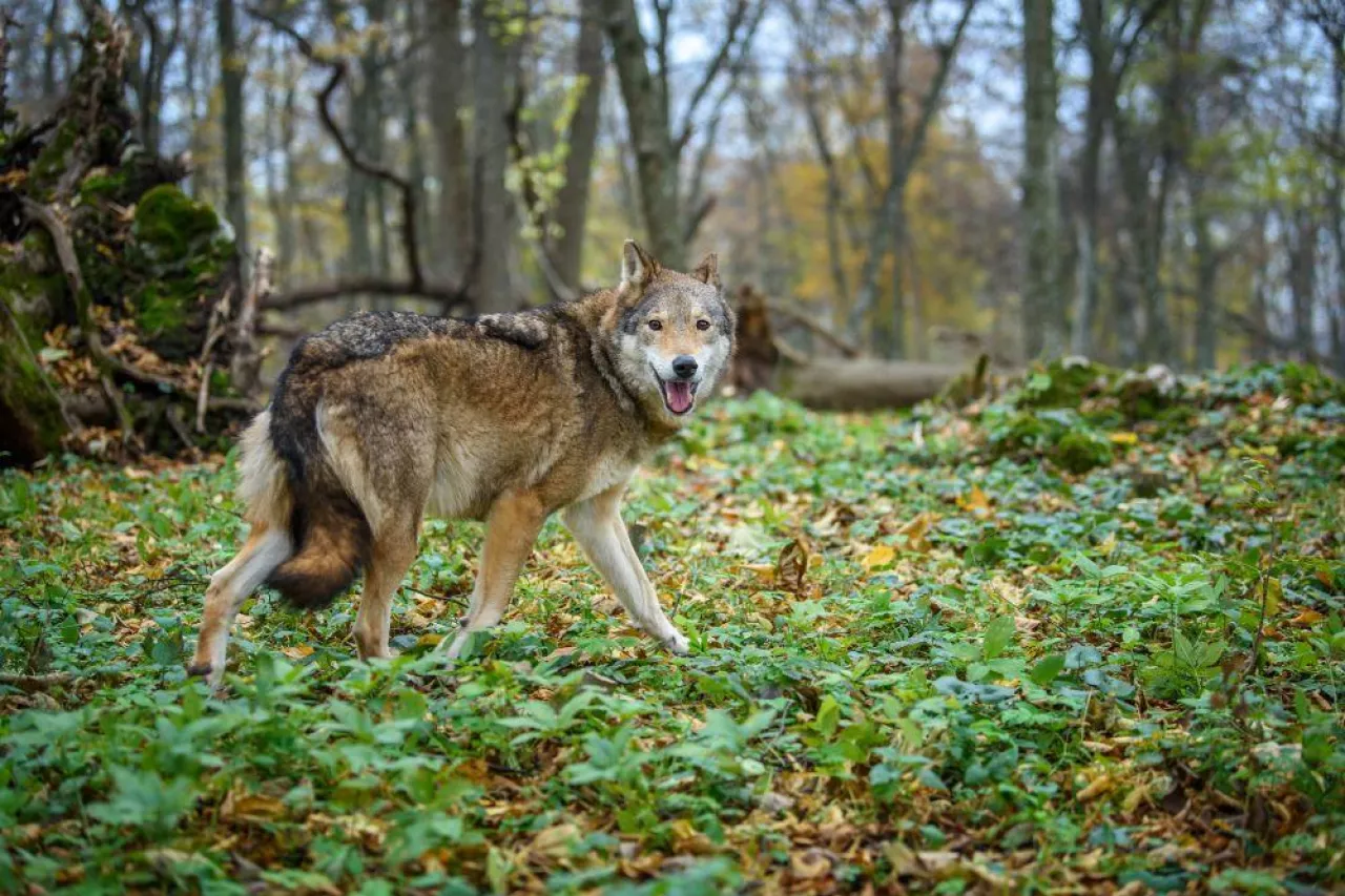 Resort rolnictwa chce zająć się wilkami, resort klimatu nie widzi potrzeby