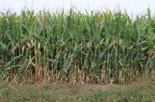 Niemiecki Komitet ds. Kukurydzy: 100 000 ha upraw mieszanek