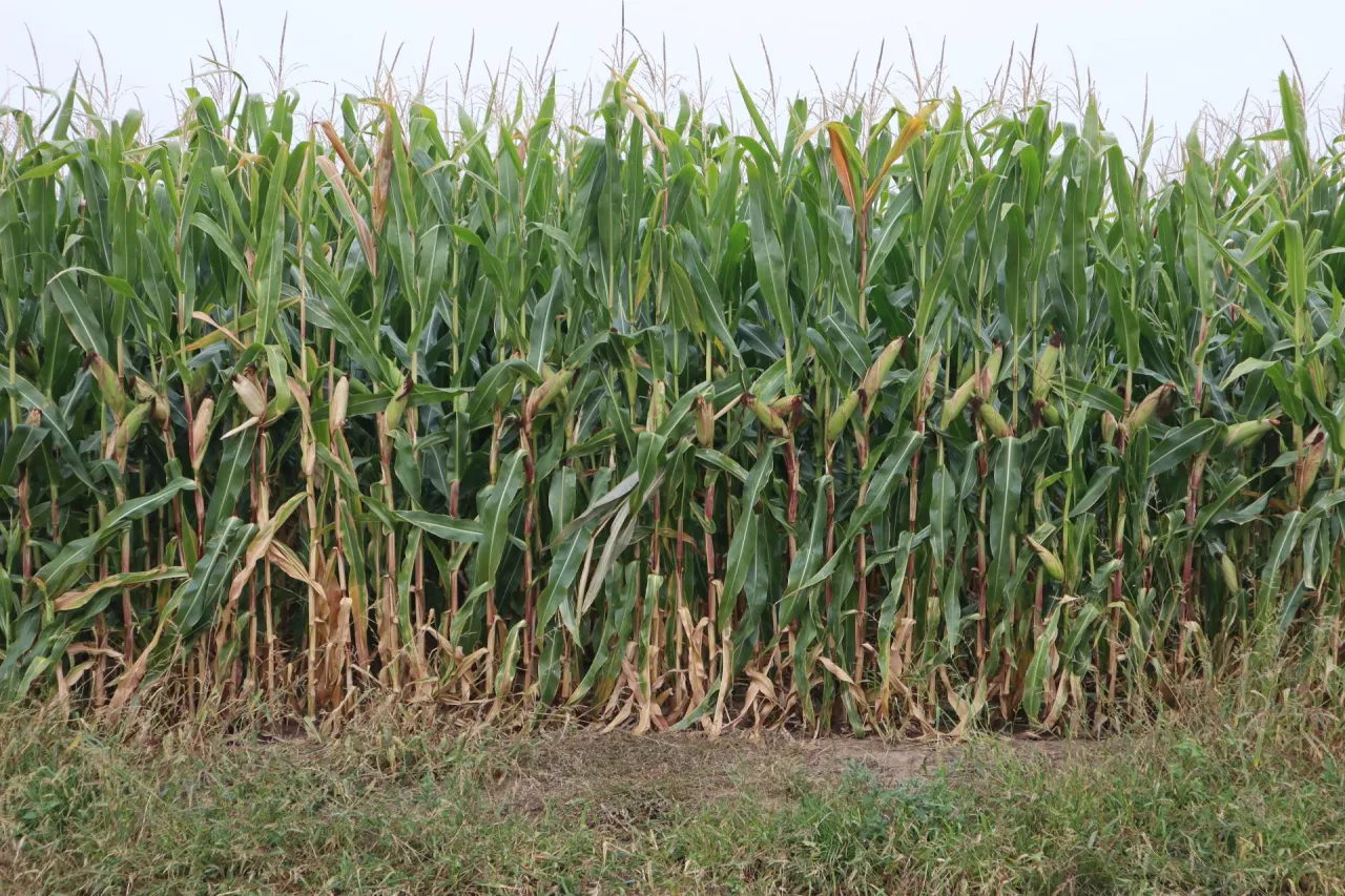 Niemiecki Komitet ds. Kukurydzy: 100 000 ha upraw mieszanek