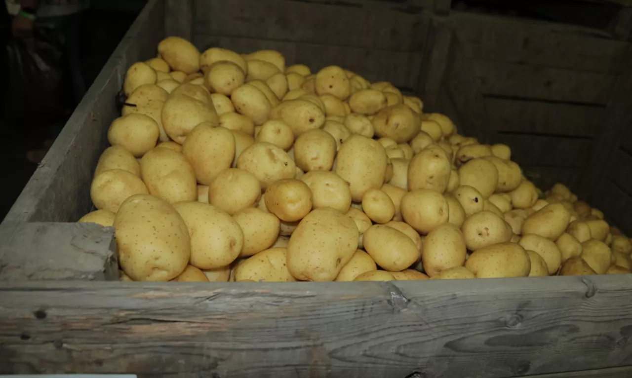 Większe areały ziemniaków we Francji – wzrost o 7%