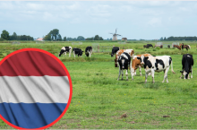 Holandia: Nowa minister rolnictwa walczy z kryzysem azotanowym