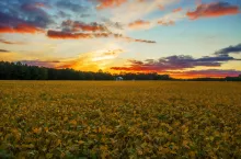 Rolnicy w USA stawiają na soję – coraz mniej pszenicy i kukurydzy