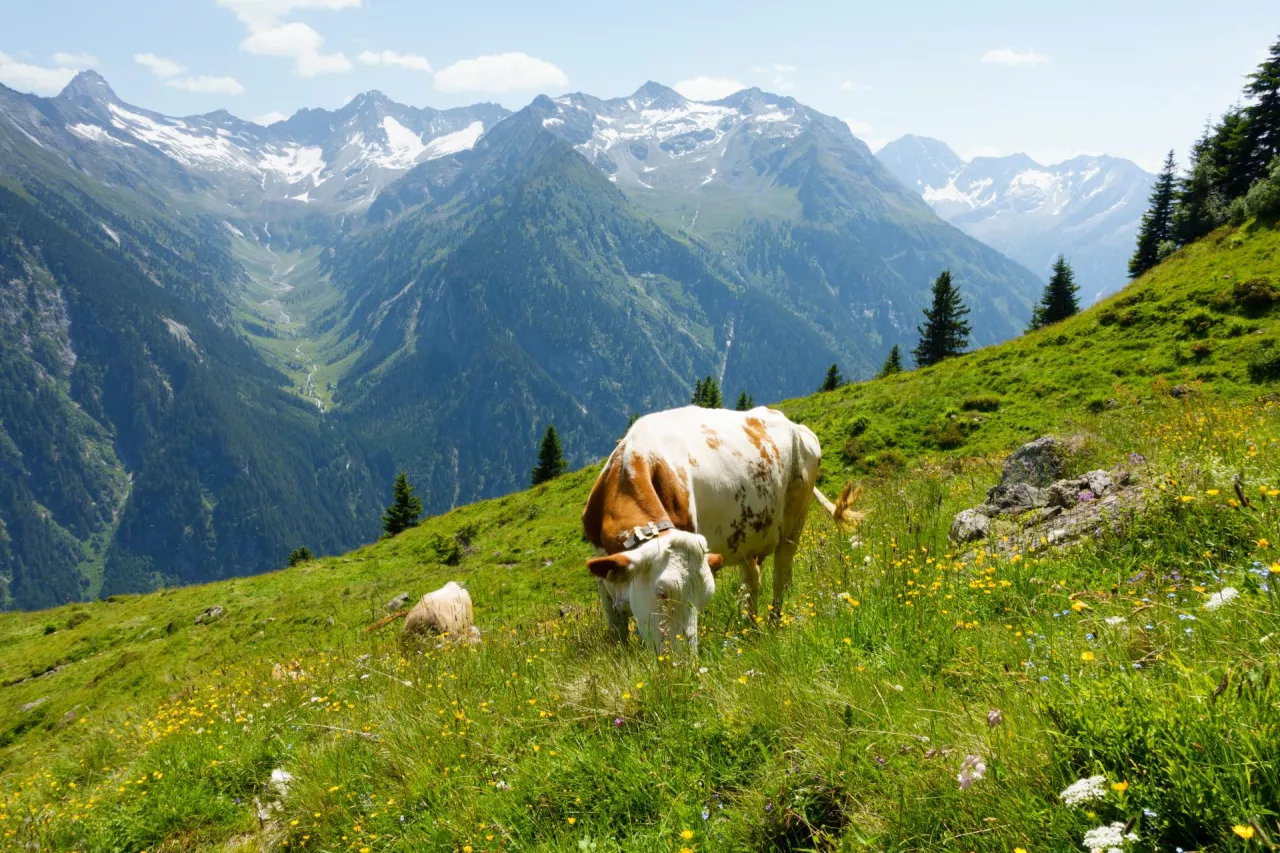 Austria: Nowe zasady wyceny gruntów korzystniejsze dla małych gospodarstw