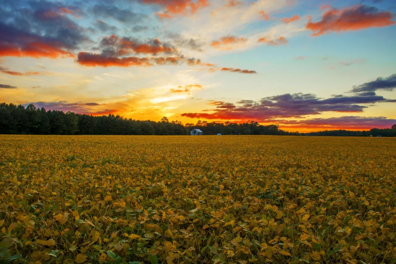 Rolnicy w USA stawiają na soję – coraz mniej pszenicy i kukurydzy