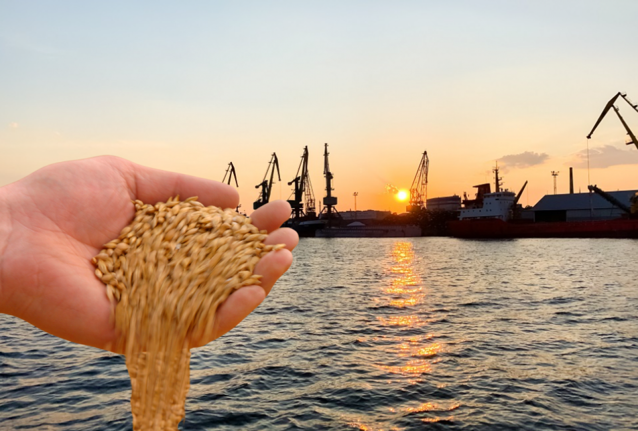 Ukraina zwiększyła eksport pszenicy i rzepaku w 2023/24