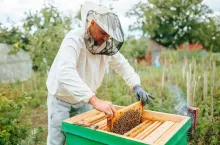 Miód techniczny z Azji zagraża polskim pszczelarzom i ich pasiekom