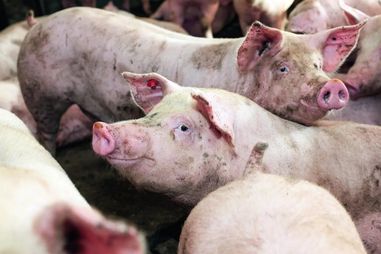 Ceny świń: tuczniki coraz tańsze, chociaż na rynku ich brakuje!