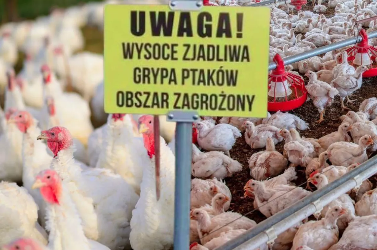 Europa notuje spadek liczby zakażeń grypą ptaków