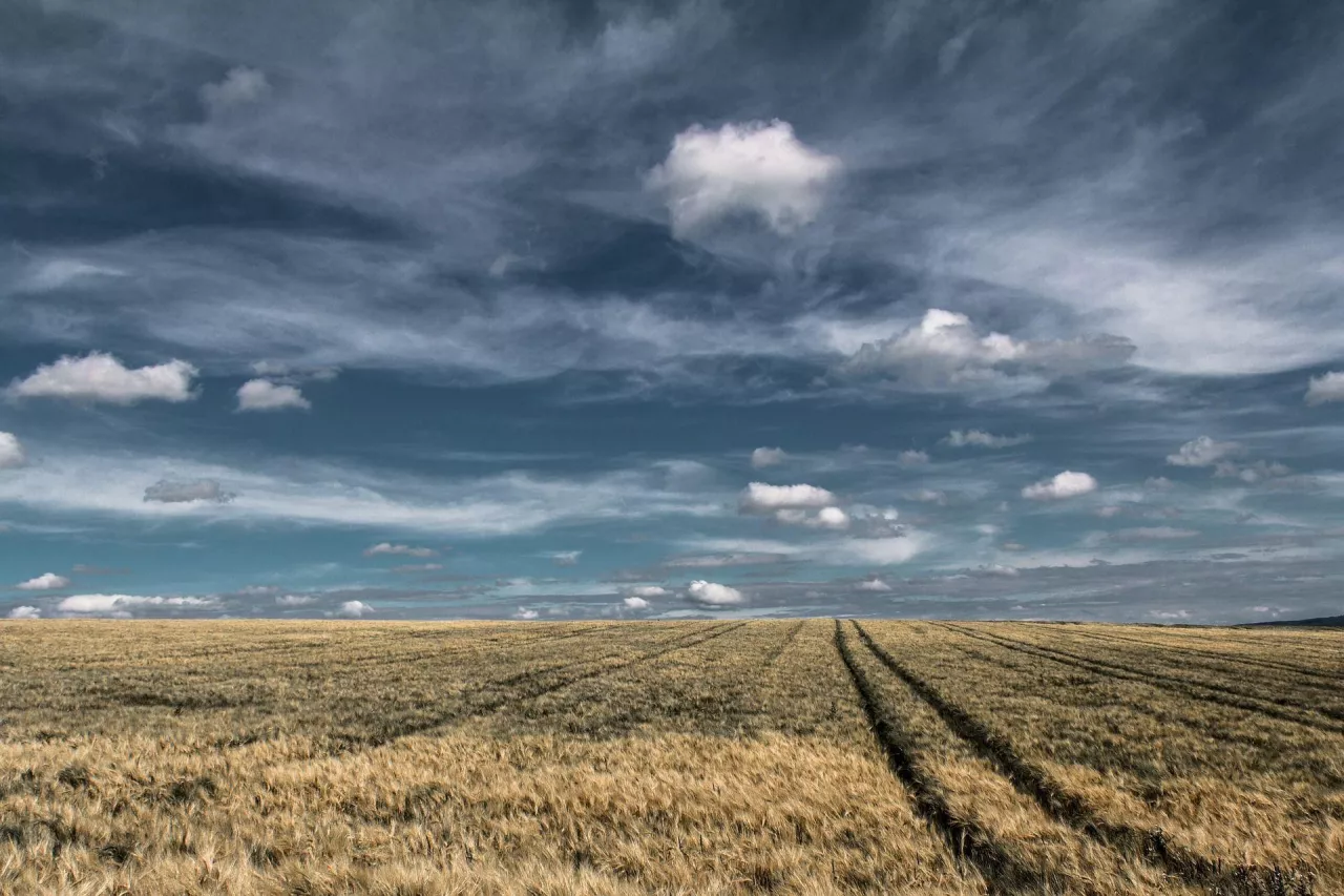 Holandia: Ceny gruntów rolnych wzrosną o 5% w ciągu roku