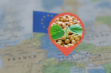 Białkowe rośliny paszowe rosną w UE tylko na 3% gruntów ornych. Czy to się zmieni?