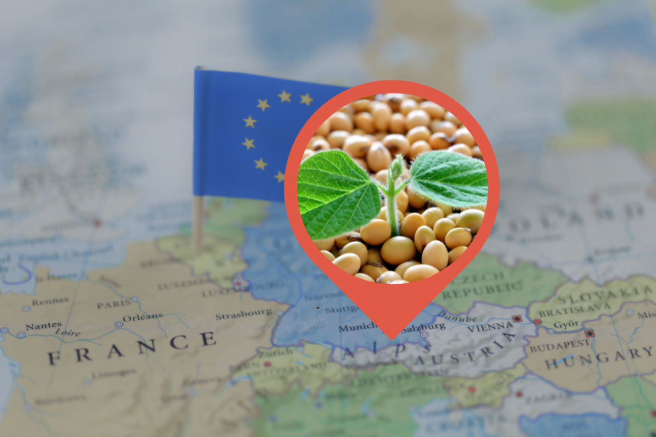 Białkowe rośliny paszowe rosną w UE tylko na 3% gruntów ornych. Czy to się zmieni?