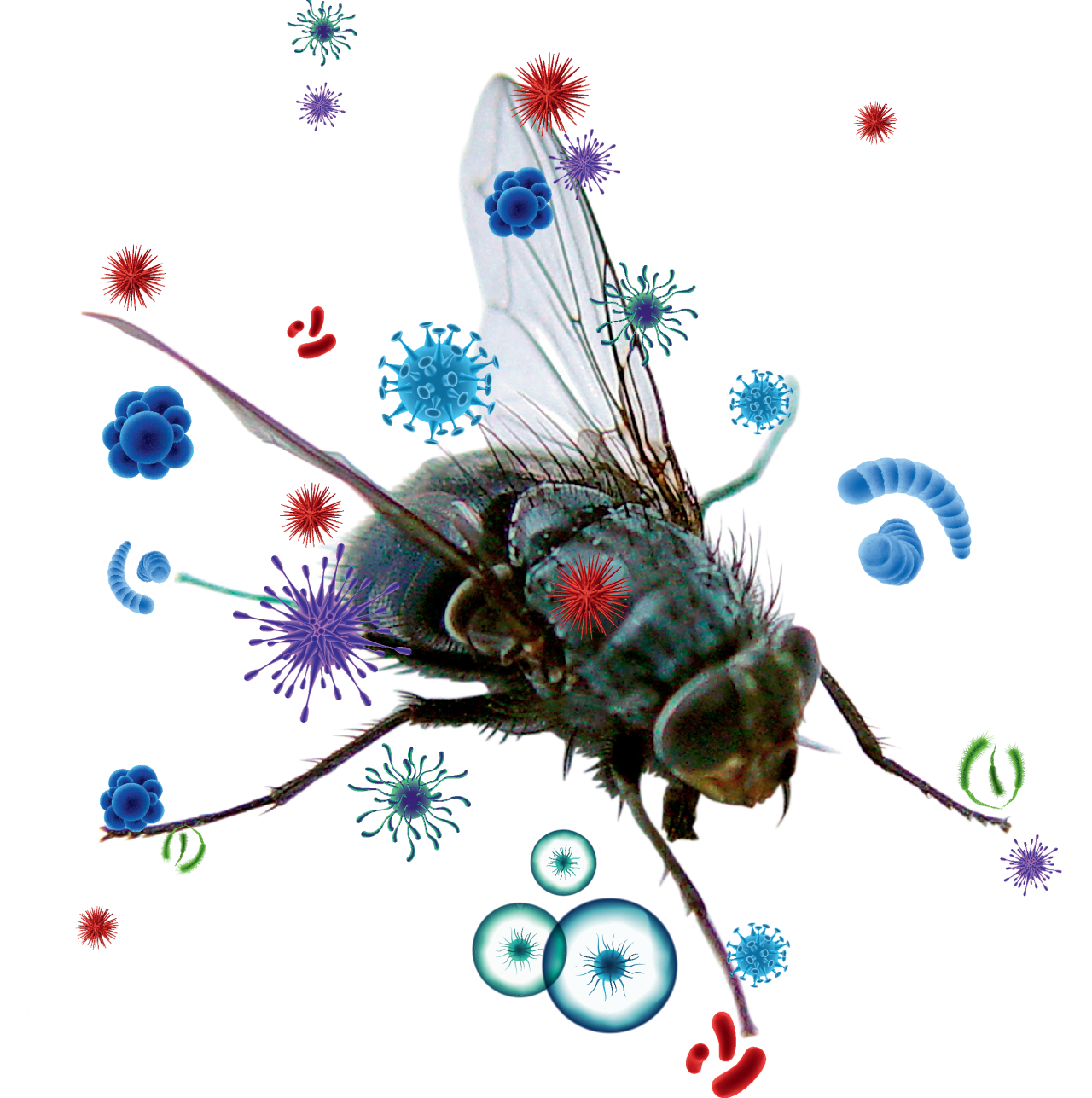 Dlaczego muchy są niebezpieczne i jak się ich pozbyć z chlewni?