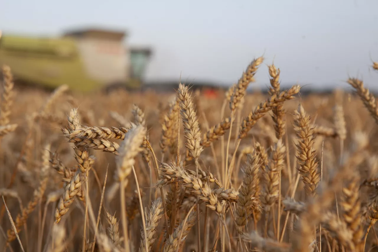 Rekordowe zbiory zbóż jarych w Chinach! Prawie 150 mln ton