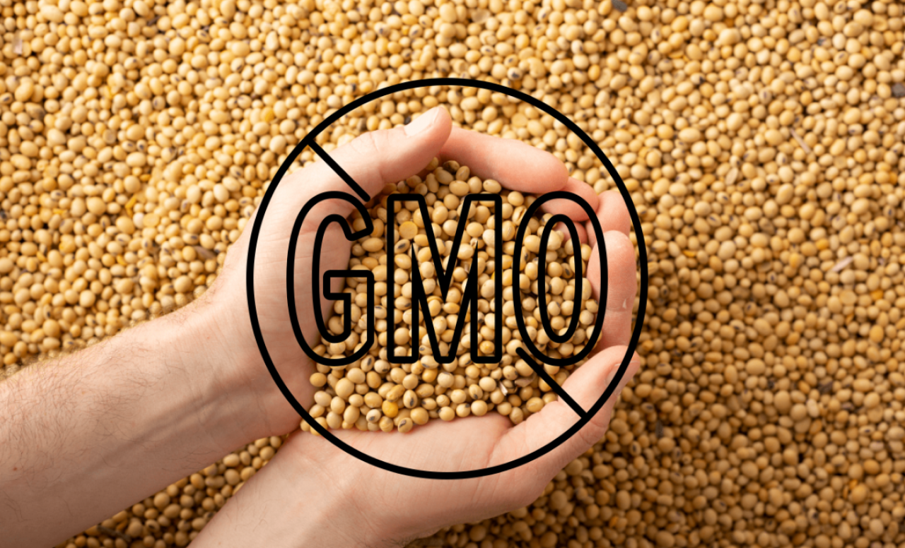 Rząd odroczył zakaz stosowania pasz GMO na kolejne lata. W Polsce nadal jest zbyt mało alternatyw białkowych. Od kiedy zakaz?