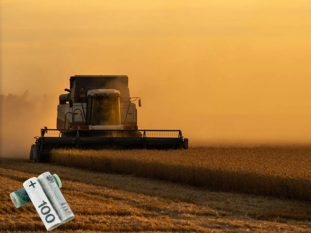 Żniwa 2024 w Wielkopolsce na finiszu. Jakie plony i ceny zbóż w skupie?