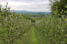 Sad jabłoniowy w Krasnych-Lasocicach (Beskid Wyspowy)