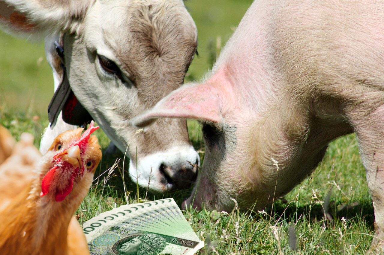 ARiMR informuje, że pomoc skierowana jest do hodowców drobiu, bydła i świń, którzy mają zarejestrowaną działalność produkcyjną i ubezpieczyli zwierzęta od zachorowania na salmonellozę. Jakie zasady wsparcia?