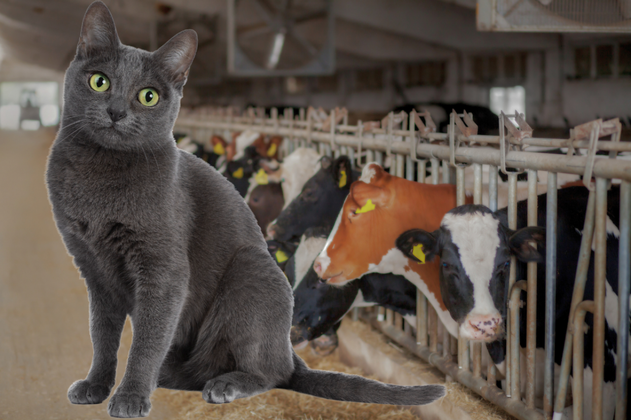 Koty zarażają się grypą ptaków od krów. Czy ludzie są bezpieczni?