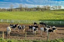 FrieslandCampina: Przychody spadają, zyski operacyjne rosną