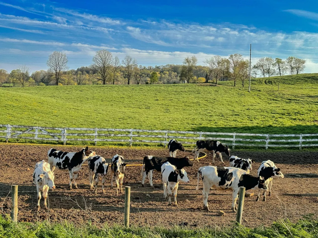 FrieslandCampina: Przychody spadają, zyski operacyjne rosną