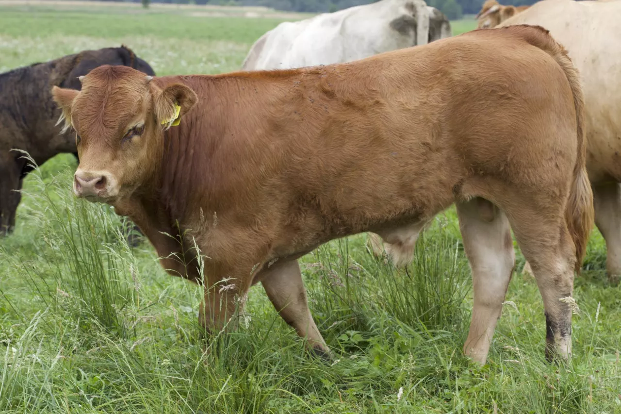 Dlaczego ceny bydła nie rosną? Rynek wołowiny w Polsce i UE