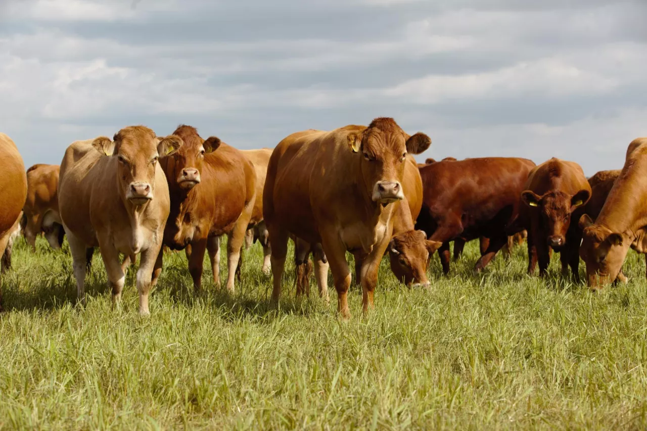 Bydło czerwone na pastwisku